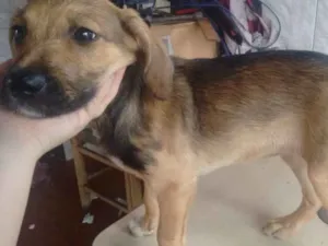 Cachorro raça Vira lata idade 2 a 6 meses nome Resgatado