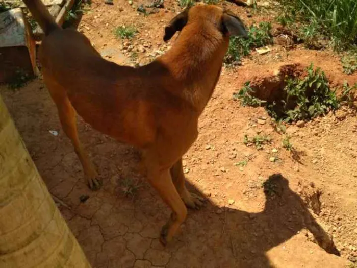 Cachorro raça Não definida idade 3 anos nome Chase