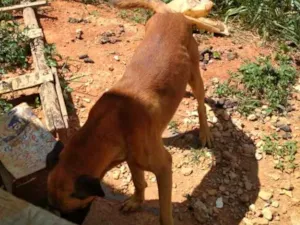 Cachorro raça Não definida idade 3 anos nome Chase