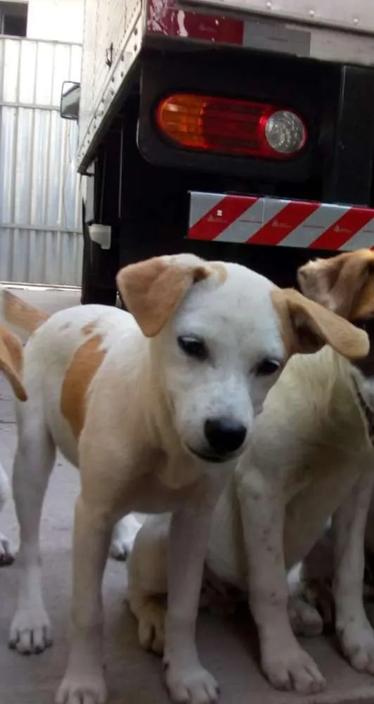 Cachorro ra a sem raça definida idade 2 a 6 meses nome sem nome