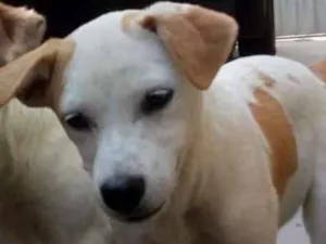 Cachorro raça sem raça definida idade 2 a 6 meses nome sem nome