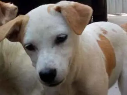 Cachorro ra a sem raça definida idade 2 a 6 meses nome sem nome