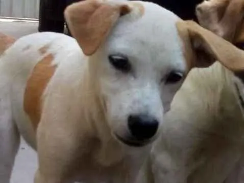 Cachorro ra a sem raça definida idade 2 a 6 meses nome sem nome