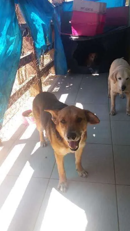 Cachorro ra a SRD idade 6 ou mais anos nome Zeus