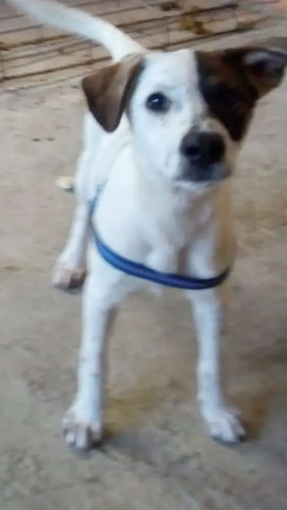 Cachorro ra a sem raça definida idade 2 a 6 meses nome sem nome