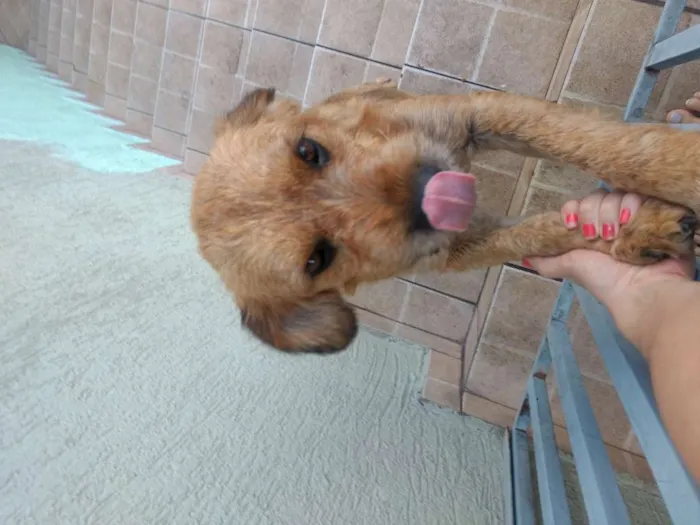 Cachorro ra a SRD idade 1 ano nome Duque
