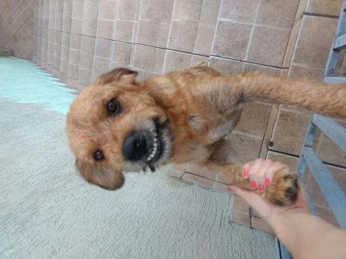 Cachorro ra a SRD idade 1 ano nome Duque
