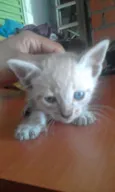 Tigresa