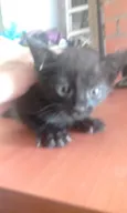 Fumaça