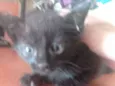 Fumaça