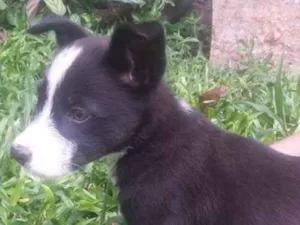 Cachorro raça srd idade 2 a 6 meses nome Dora