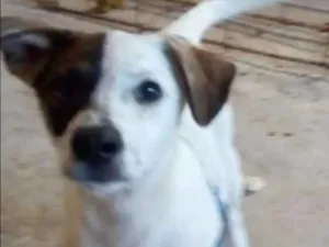Cachorro raça sem raça definida idade 2 a 6 meses nome sem nome