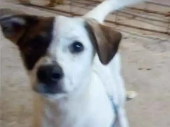 Cachorro ra a sem raça definida idade 2 a 6 meses nome sem nome