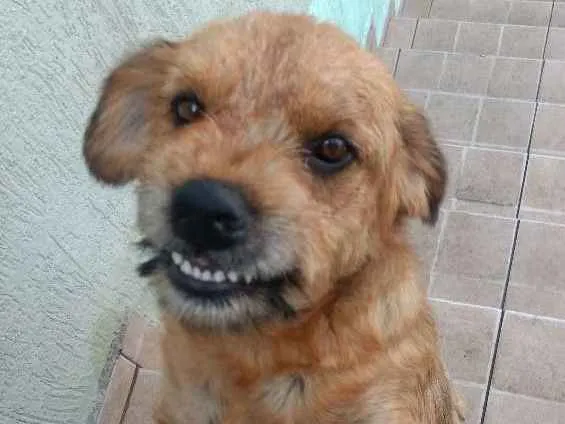 Cachorro ra a SRD idade 1 ano nome Duque