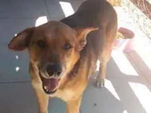 Cachorro raça SRD idade 6 ou mais anos nome Zeus