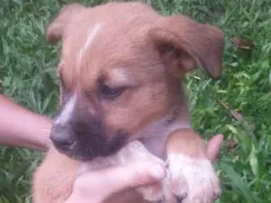 Cachorro raça srd idade 2 a 6 meses nome Dulce