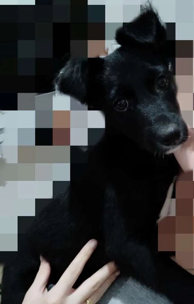 Cachorro ra a  idade 2 a 6 meses nome Bombom