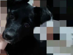 Cachorro raça  idade 2 a 6 meses nome Bombom