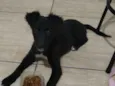 Bombom