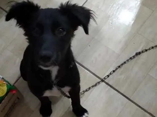 Cachorro ra a  idade 2 a 6 meses nome Bombom