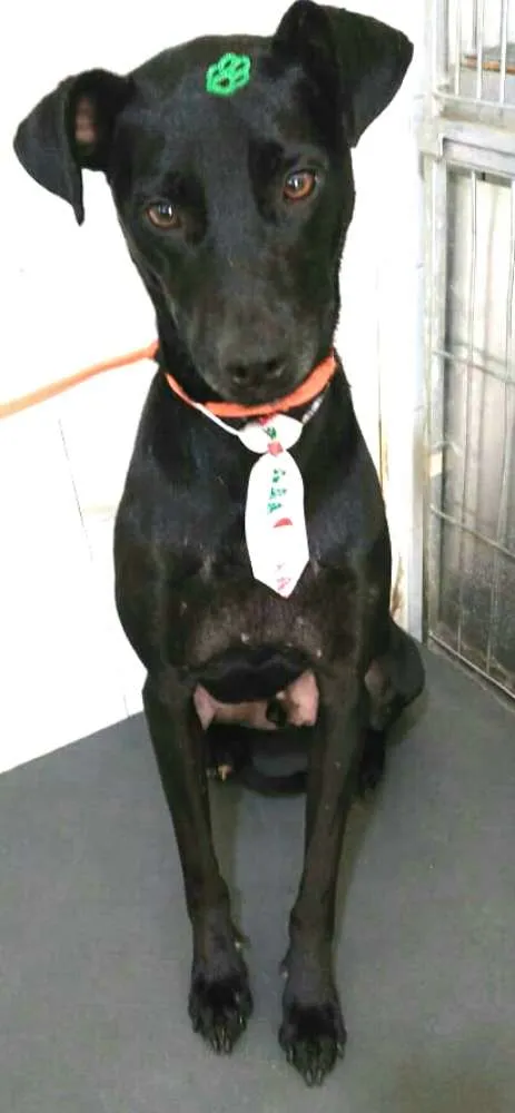 Cachorro ra a  idade 2 anos nome Spike 