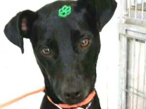 Cachorro raça  idade 2 anos nome Spike 