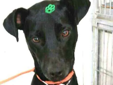 Cachorro ra a  idade 2 anos nome Spike 