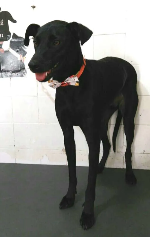 Cachorro ra a  idade 2 anos nome Spike 