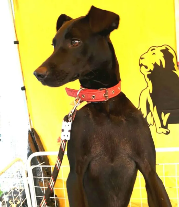 Cachorro ra a  idade 2 anos nome Spike 