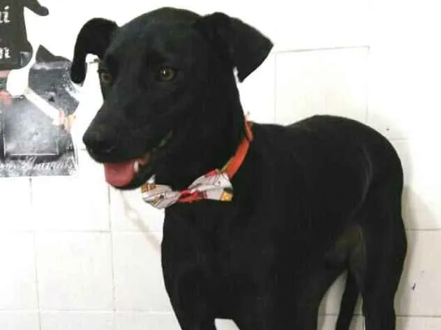 Cachorro ra a  idade 2 anos nome Spike 