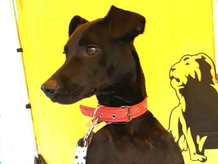 Cachorro ra a  idade 2 anos nome Spike 