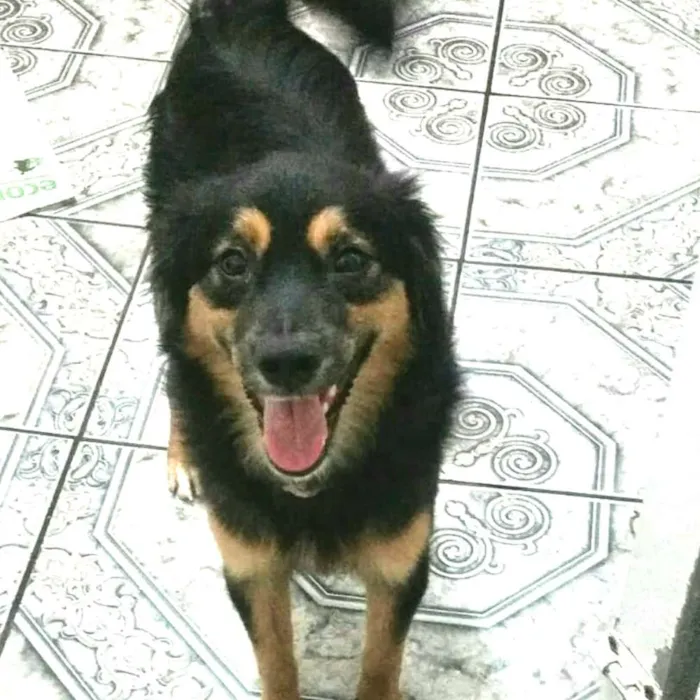 Cachorro ra a  idade 7 a 11 meses nome Charlie