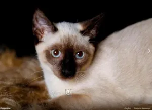 Gato raça SRD idade 2 a 6 meses nome Goliath