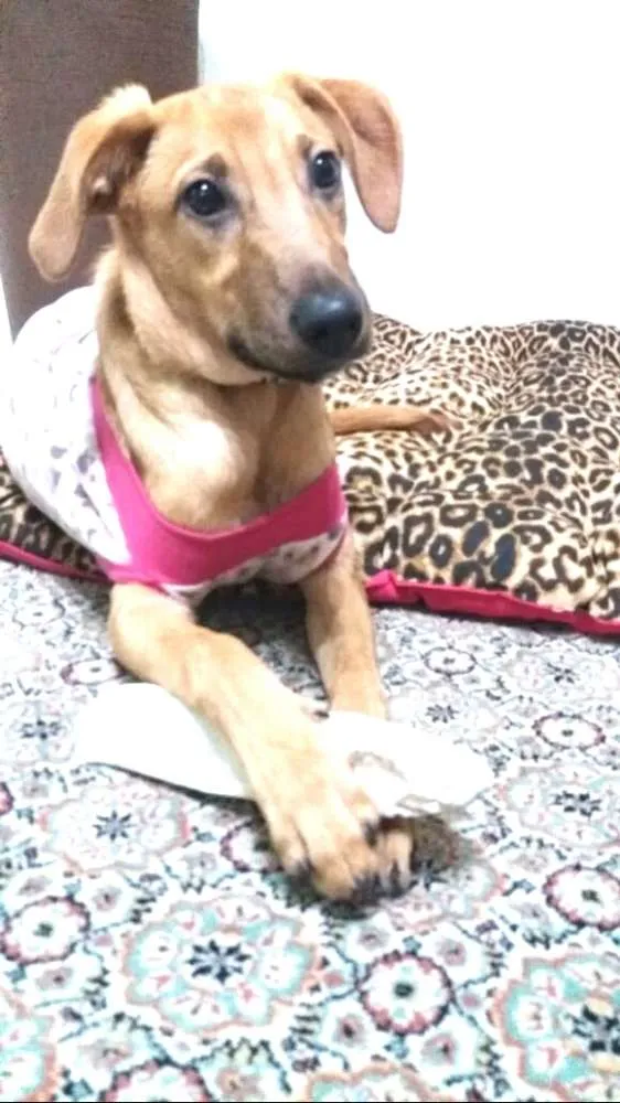 Cachorro ra a  idade 7 a 11 meses nome Mel ( Eleonora)