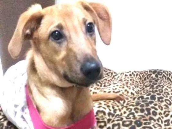 Cachorro ra a  idade 7 a 11 meses nome Mel ( Eleonora)