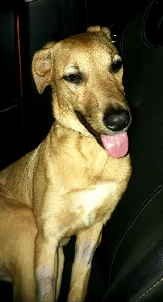 Cachorro ra a  idade 7 a 11 meses nome Mel ( Eleonora)