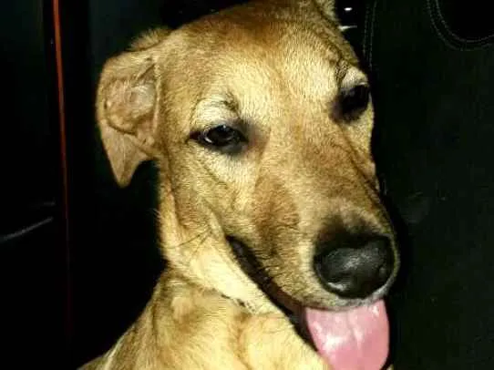 Cachorro ra a  idade 7 a 11 meses nome Mel ( Eleonora)