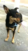 Brisa 
