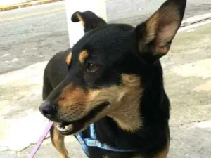Cachorro raça  idade 3 anos nome Brisa 