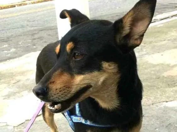 Cachorro ra a  idade 3 anos nome Brisa 