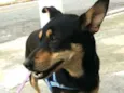 Brisa