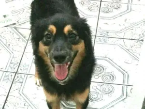 Cachorro raça  idade 7 a 11 meses nome Charlie