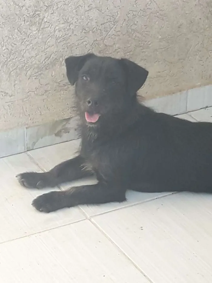 Cachorro ra a SRD idade 3 anos nome Bidu