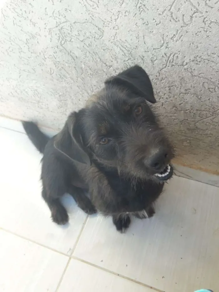 Cachorro ra a SRD idade 3 anos nome Bidu