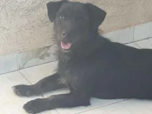 Cachorro raça SRD idade 3 anos nome Bidu