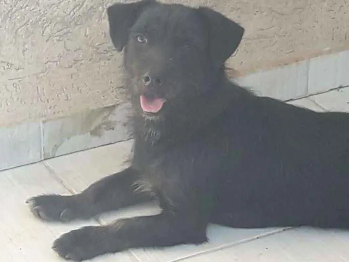 Cachorro ra a SRD idade 3 anos nome Bidu
