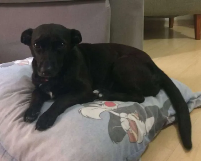 Cachorro ra a SRD idade 5 anos nome Nina