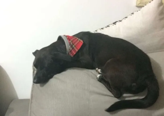 Cachorro ra a SRD idade 5 anos nome Nina