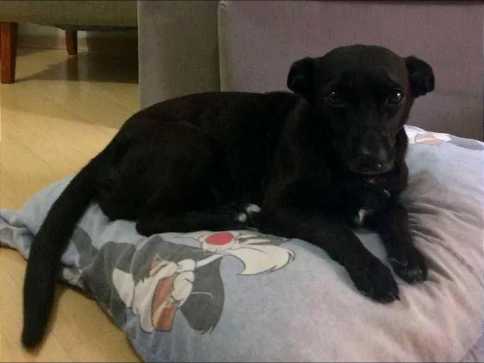 Cachorro ra a SRD idade 5 anos nome Nina