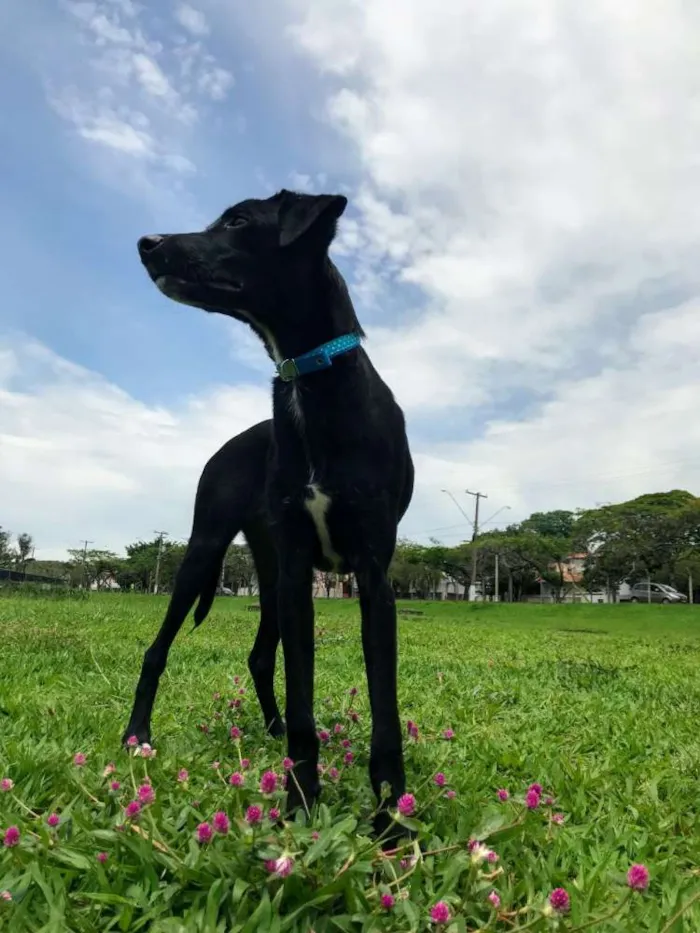 Cachorro ra a Vira lata idade 1 ano nome Bill 